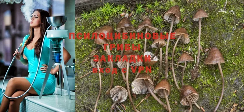 Псилоцибиновые грибы Magic Shrooms  закладки  Краснознаменск 